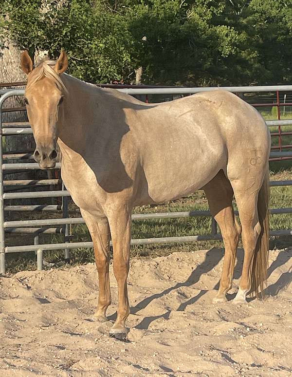 palomino-roan-barrels-mare-working-ranch-rodeo-quarter-horse
