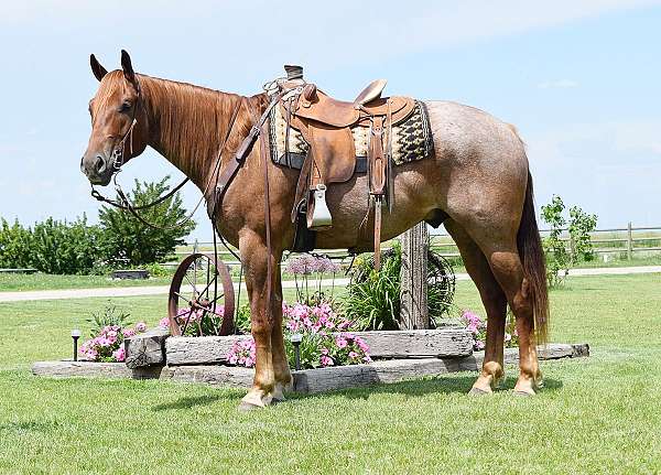red-roan-wor-horse