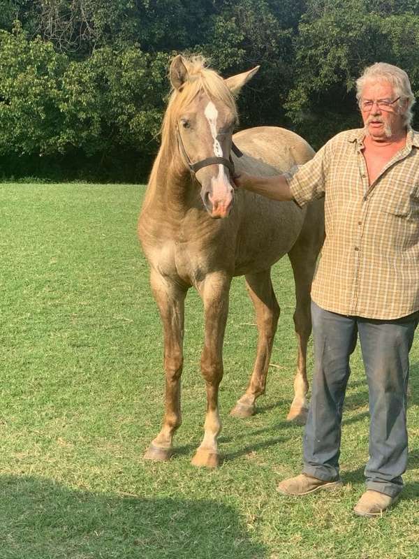 breeding-rocky-mountain-horse