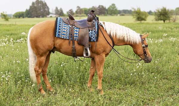 reining-bred-gelding
