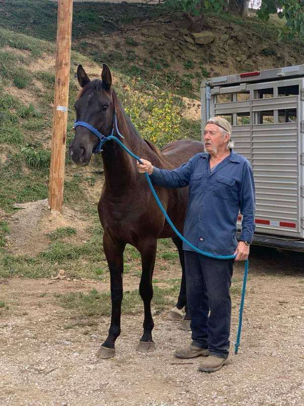 breeding-rocky-mountain-horse