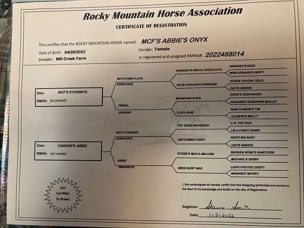 apache-rocky-mountain-horse