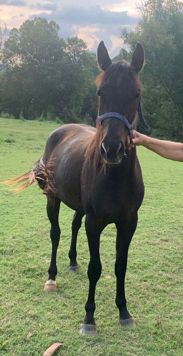 broken-bones-rocky-mountain-horse