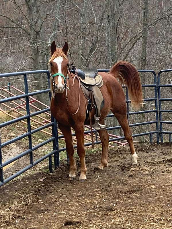 grulla-mare-rocky-mountain-horse