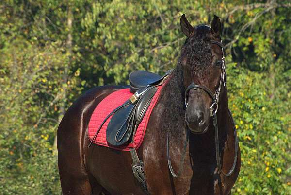 black-friesian-quarter-horse-for-sale