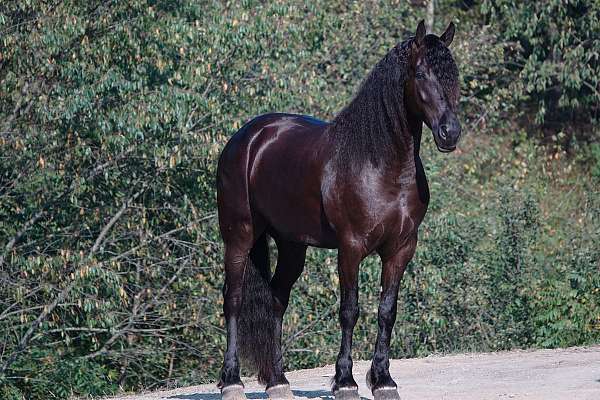 black-friesian-quarter-horse