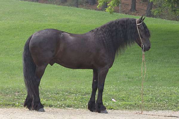 trail-friesian-horse