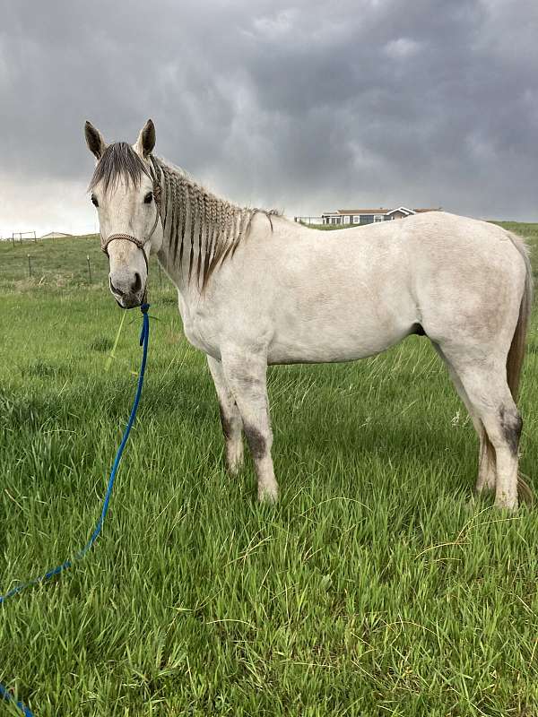 dappled-grey-horse