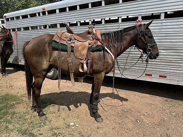 ranch-ridden-western-appendix-horse