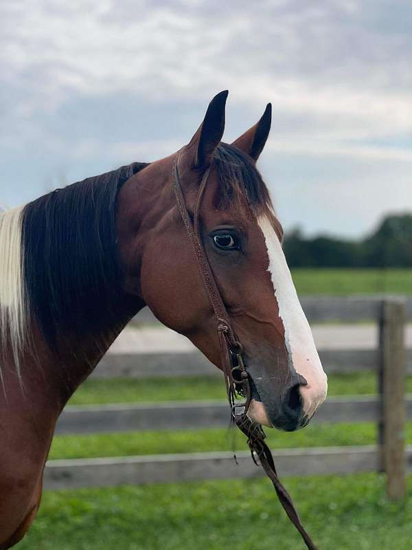 registered-tennessee-walking-horse