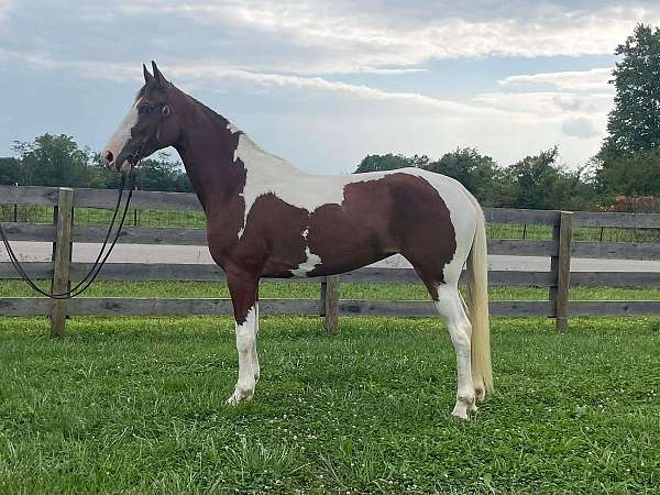 gaited-horse-for-sale-tennessee-walking