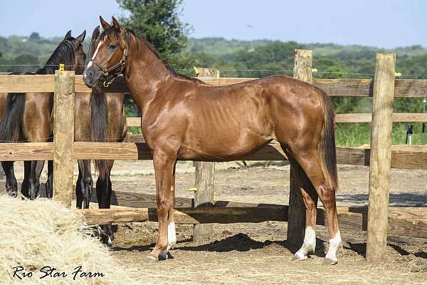 beautiful-dutch-warmblood-horse