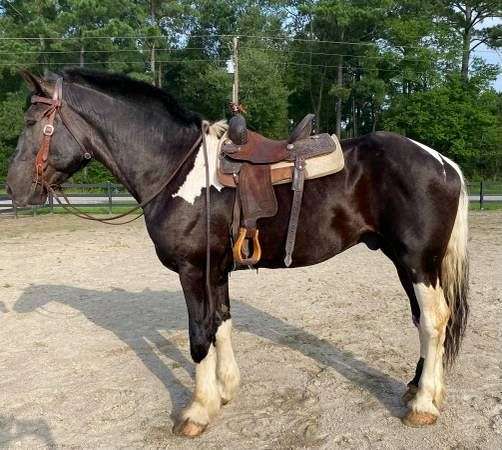 17-hand-draft-gelding