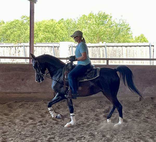 beginner-arabian-horse
