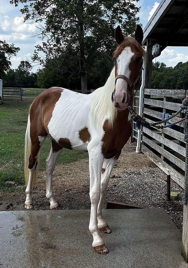 tobiano-twhbea-tennessee-walking-horse