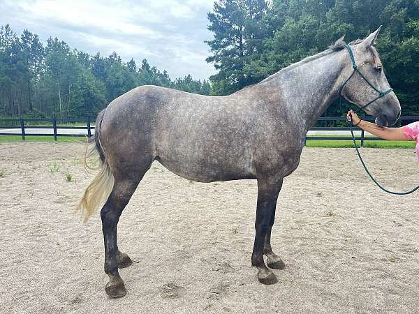 grey-percheron-quarter-horse-mare