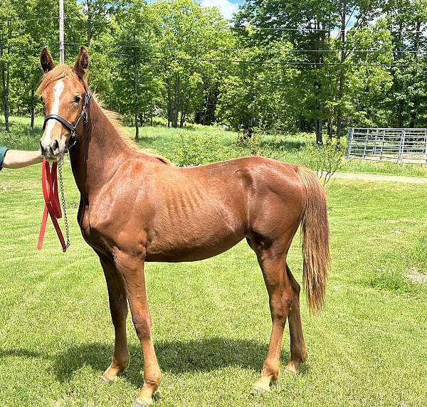 black-chestnut-morgan-filly