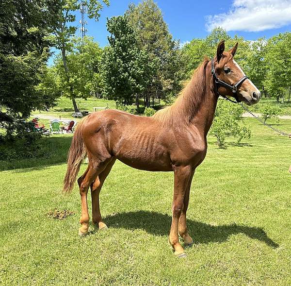 black-chestnut-filly-for-sale