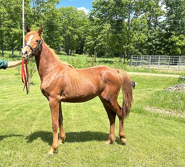 black-chestnut-morgan-horse