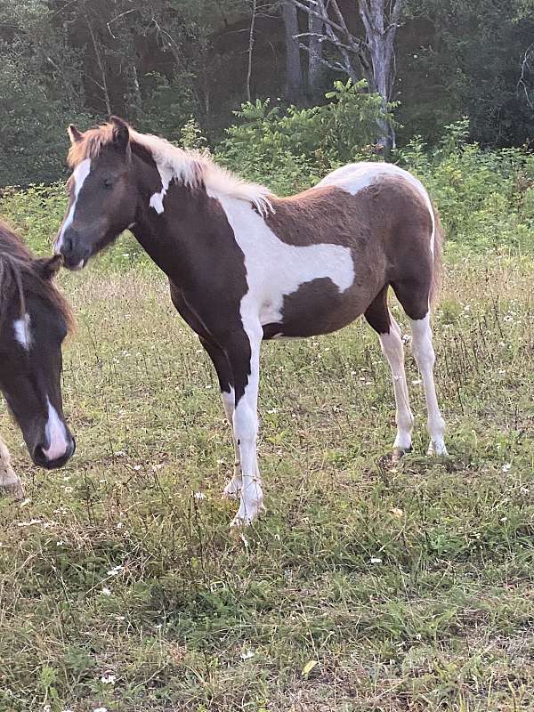 brown-white-breeding-foundation-horse