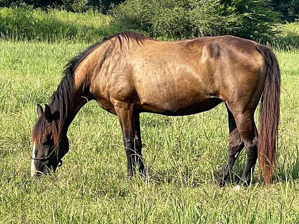 gaited-tennessee-walking-horse