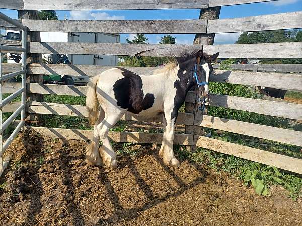 black-tobiano-gypsy-vanner-filly