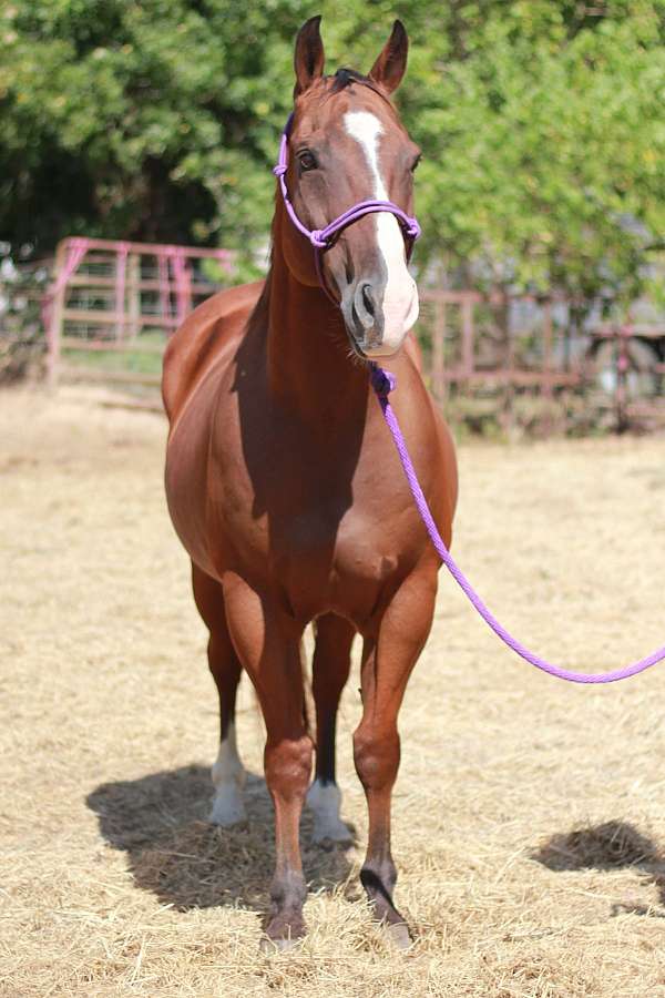 beautiful-gelding-quarter-pony