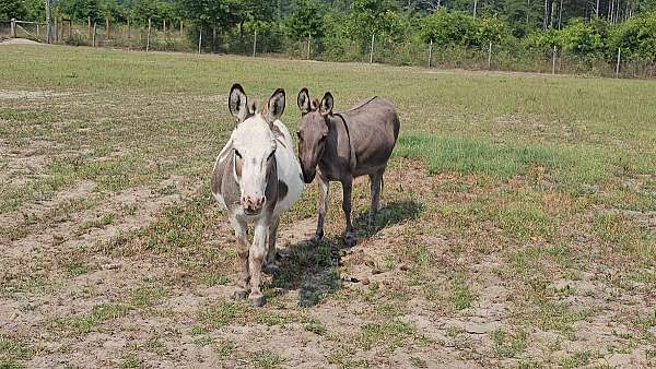 donkey-gelding