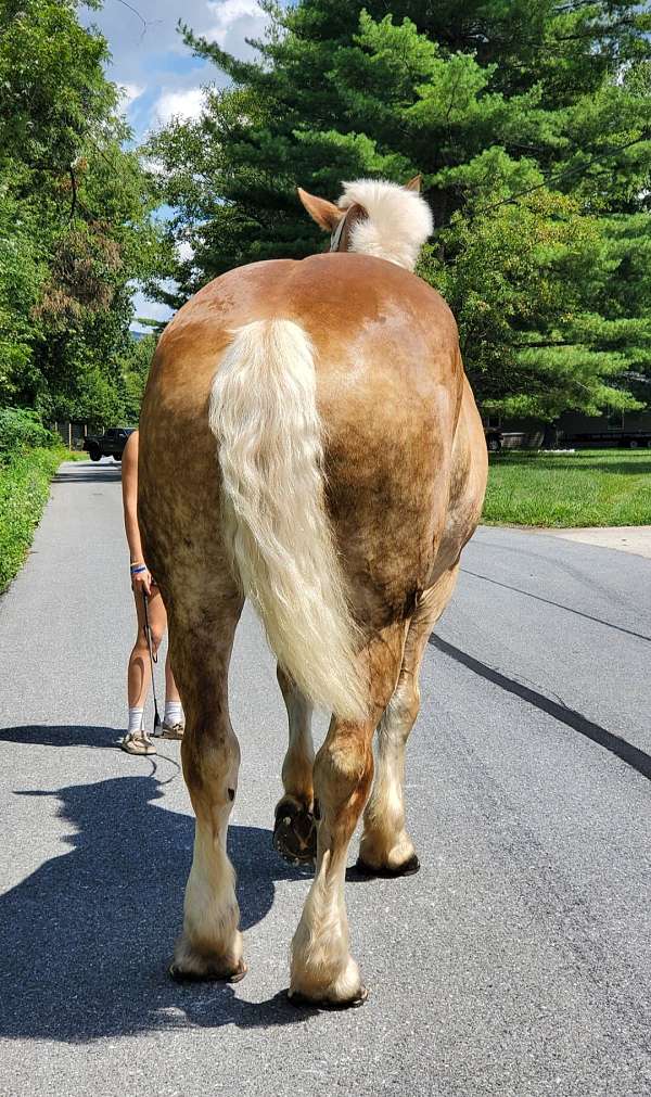 gelding-belgian-horse