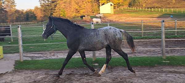 black-blanketsnowflake-horse