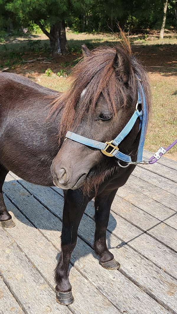 black-companion-project-pony
