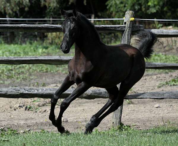 black-gelding-arabian-horse