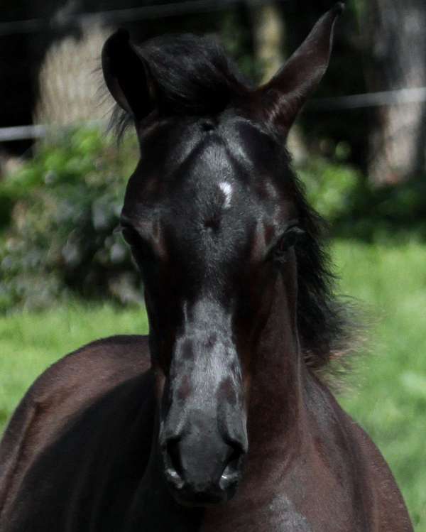 black-straight-egyptian-arabian-horse