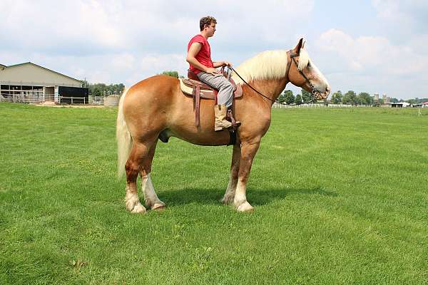 sorrel-white-blaze-mane-tail-horse