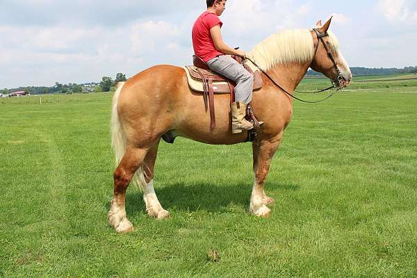 four-year-old-belgian-horse