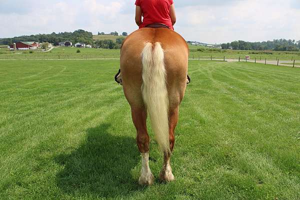hay-belgian-horse