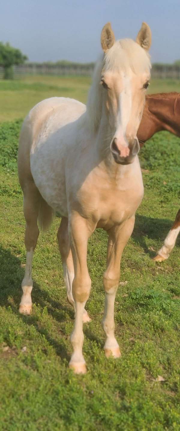 palomino-azteca-filly