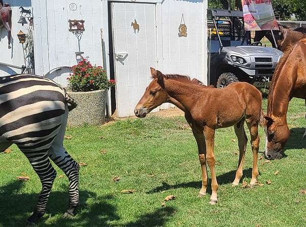 chestnut-andalusian-azteca-colt