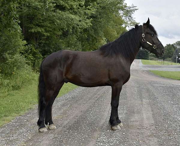 husba-friesian-horse