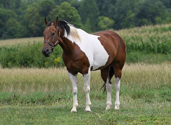 tri-color-paint-horse