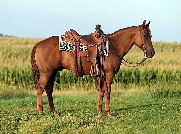 ranch-work-quarter-pony