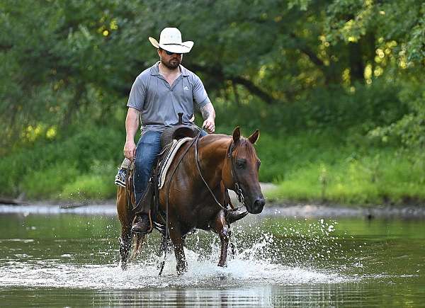 western-riding-quarter-pony