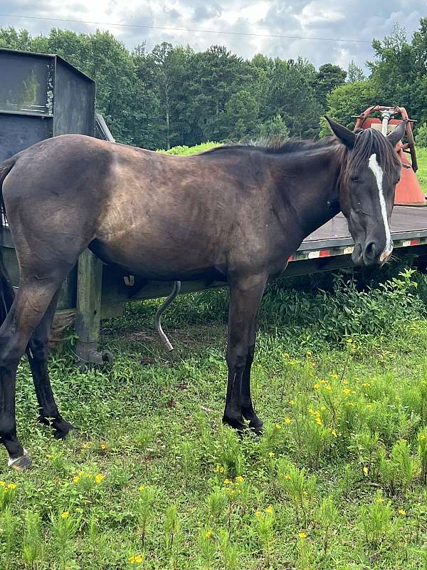 black-paint-quarter-horse-filly-mare