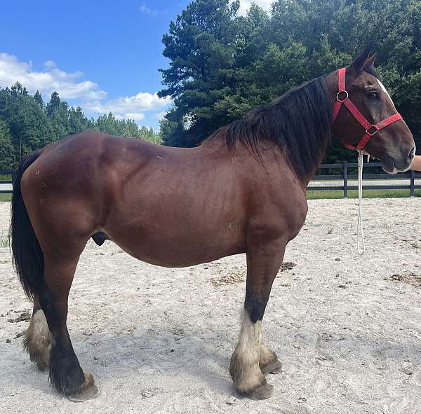 bay-clydesdale-gelding