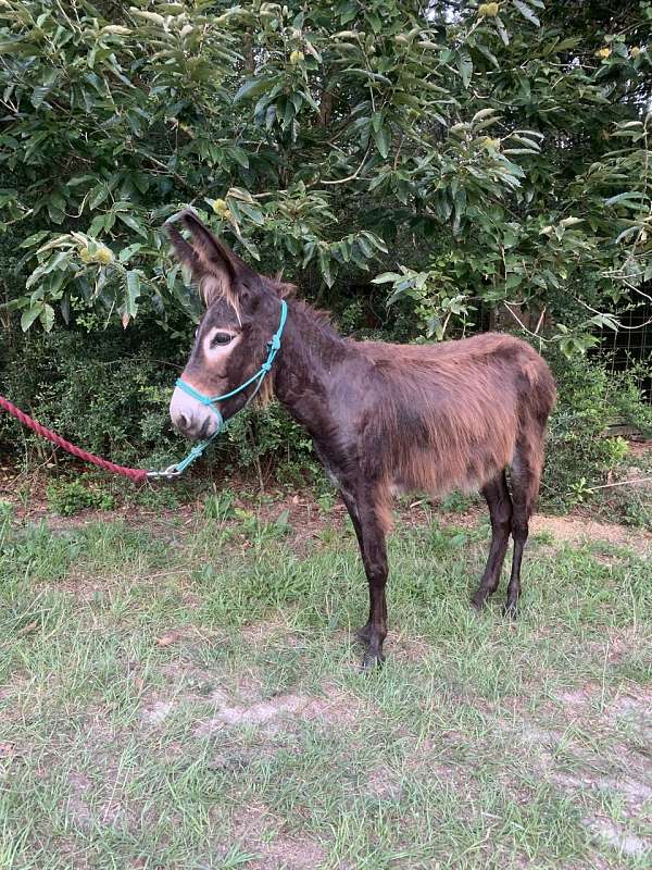 companion-donkey