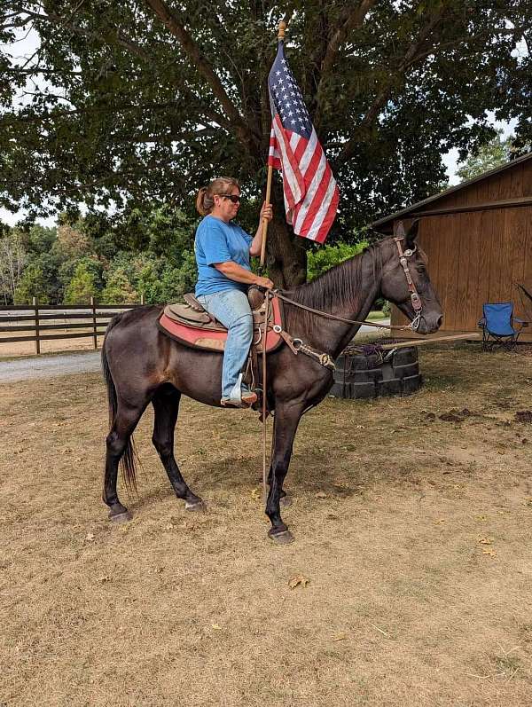 safe-tennessee-walking-horse