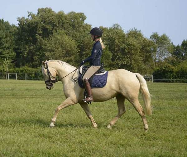 hunt-seat-equitation-palomino-pony
