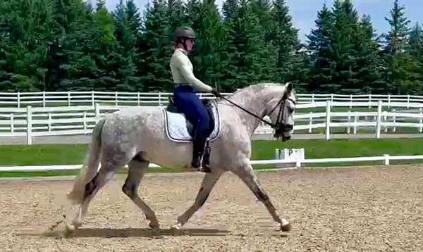 andalusian-horse-for-sale