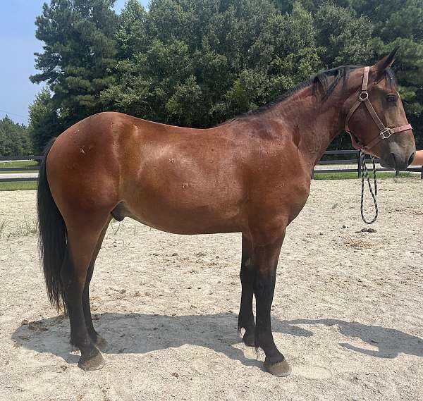 bay-draft-gelding