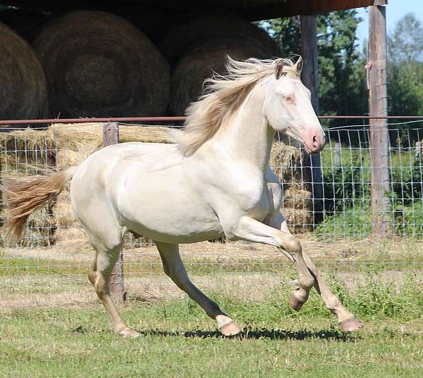 buckskin-lusitano-colt-mare